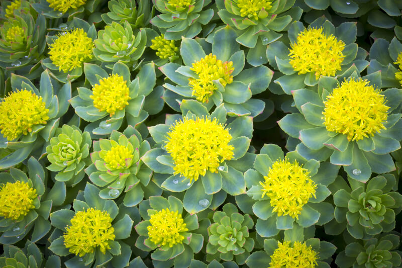 RHODIOLA ROSEA BENEFITS: THE ULTIMATE GUIDE TO THE WORLD'S TOP ADAPTOGEN