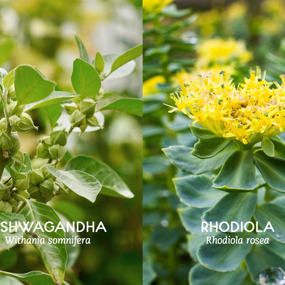 Exploring Two of the World’s Top Adaptogens: Ashwagandha and Rhodiola Rosea