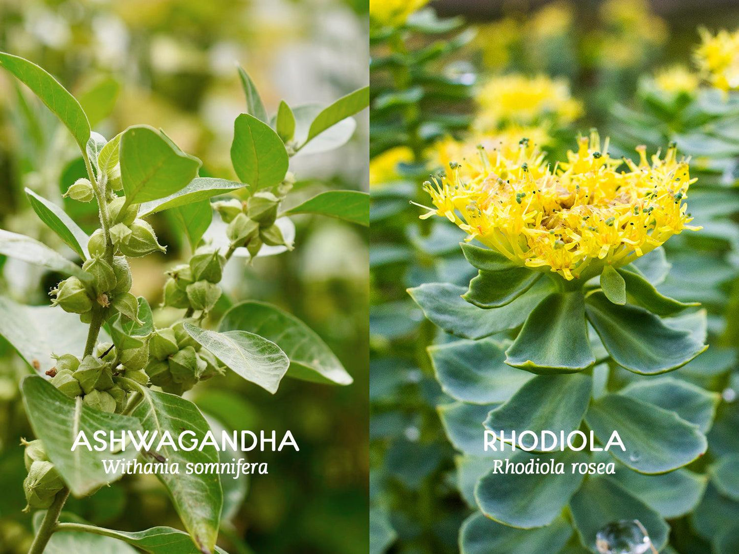 Exploring Two of the World’s Top Adaptogens: Ashwagandha and Rhodiola Rosea