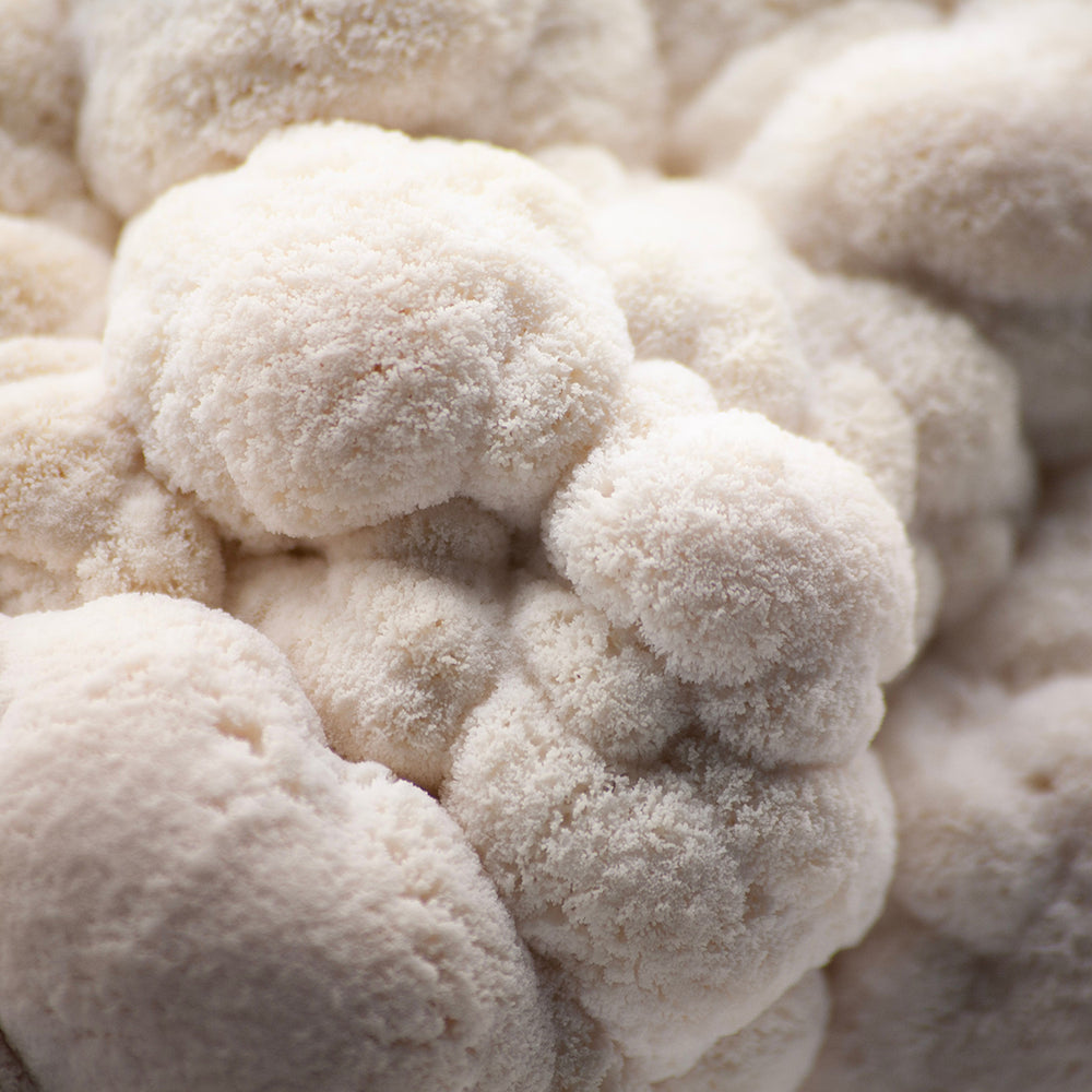 LION'S MANE MUSHROOM BENEFITS: A COMPLETE GUIDE TO A FUNGUS OF MANY WONDERS
