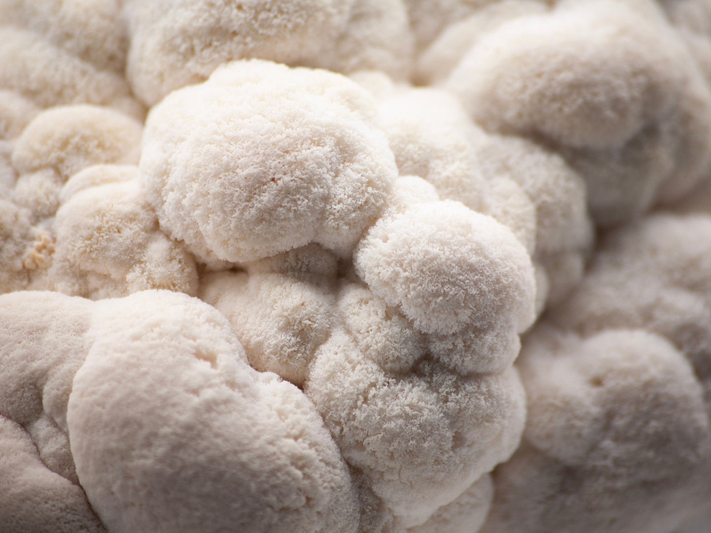 LION'S MANE MUSHROOM BENEFITS: A COMPLETE GUIDE TO A FUNGUS OF MANY WONDERS