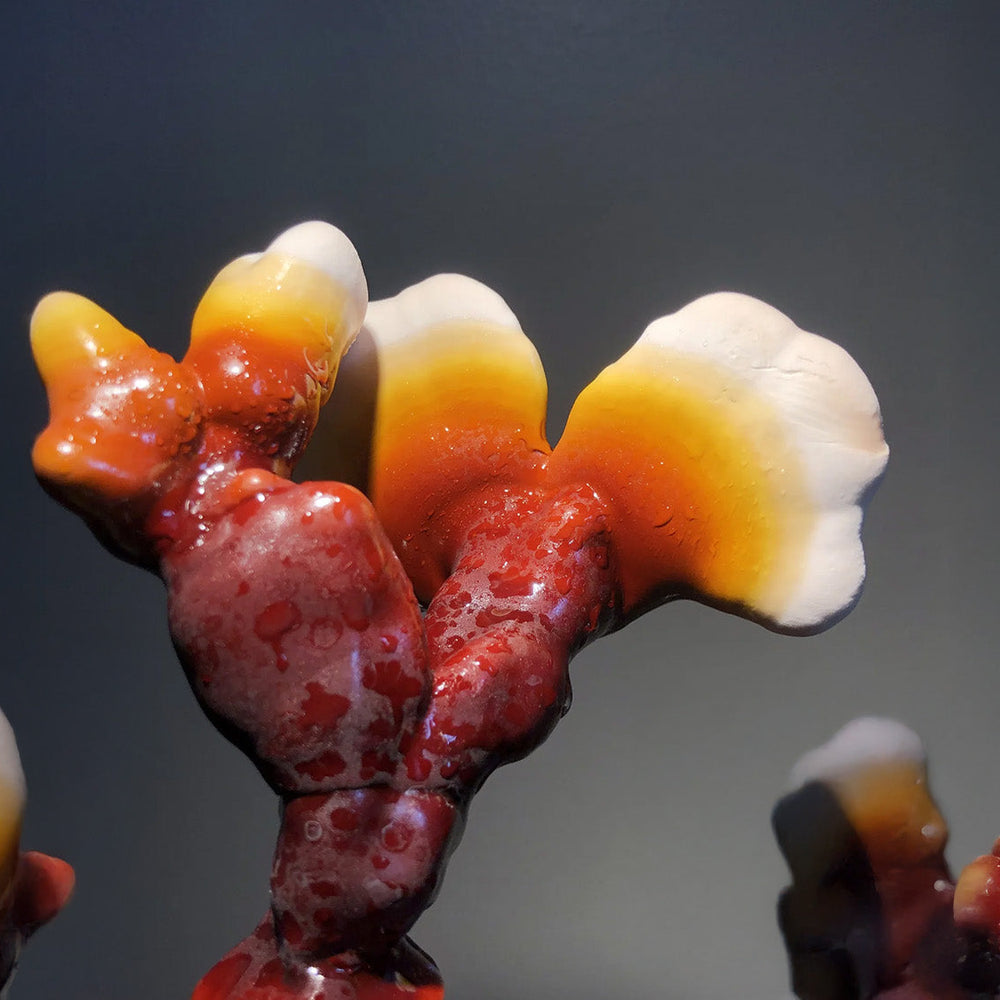 The Benefits of Reishi: A Natural Path to Stress Relief, Immunity, and Longevity