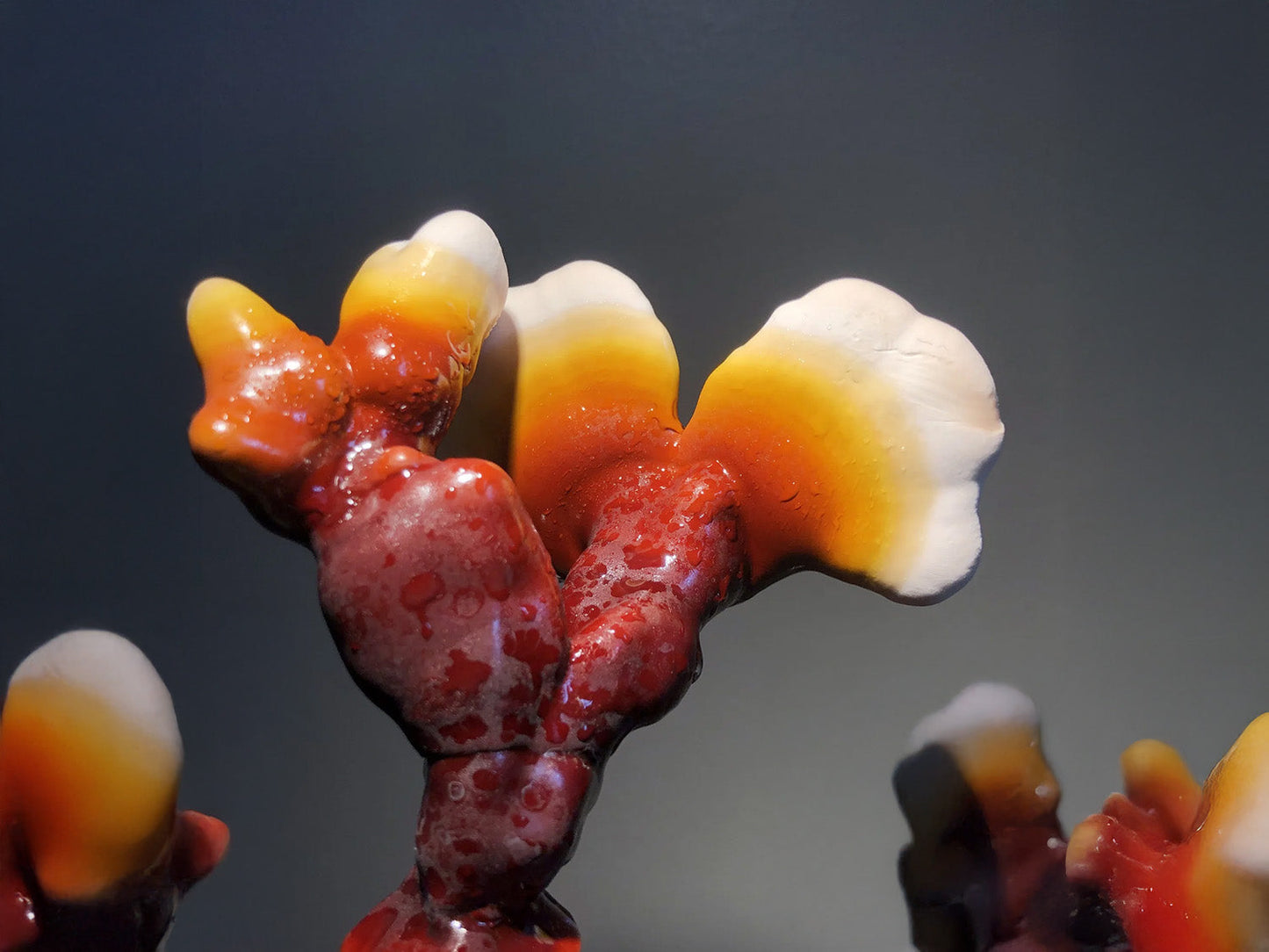 The Benefits of Reishi: A Natural Path to Stress Relief, Immunity, and Longevity