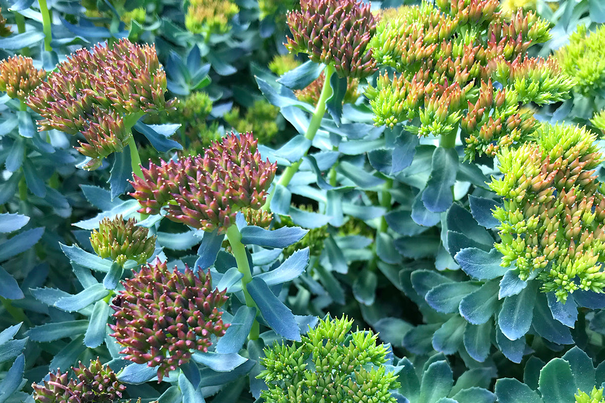 WILDERLAND BOTANICALS INTRODUCES RHODIOLA ROSEA DRIED BULK ROOTS