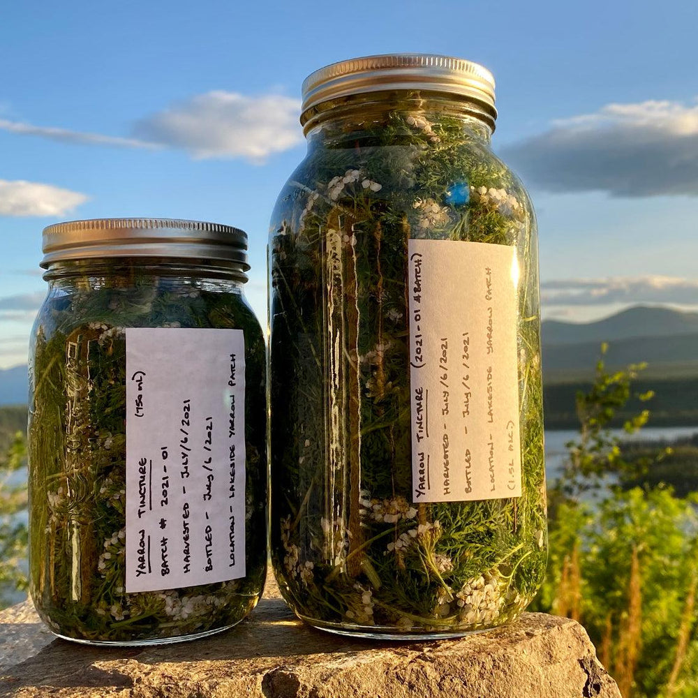 Yarrow (Achillea millefolium) Tincture - Wilderland Botanicals