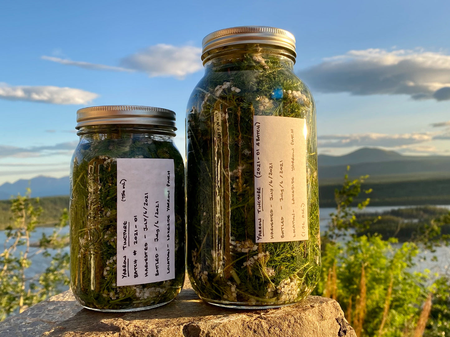 Yarrow (Achillea millefolium) Tincture - Wilderland Botanicals