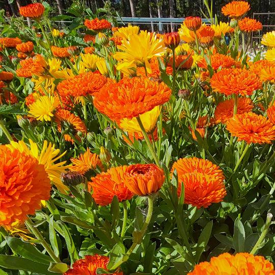 
                  
                    calendula officinalis flowers
                  
                