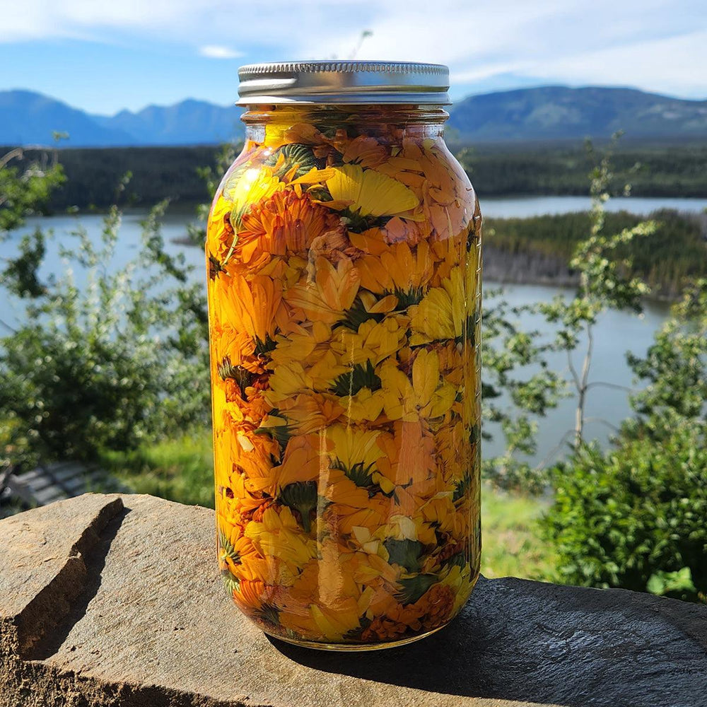 
                  
                    calendula tincture cowley lakes yukon
                  
                