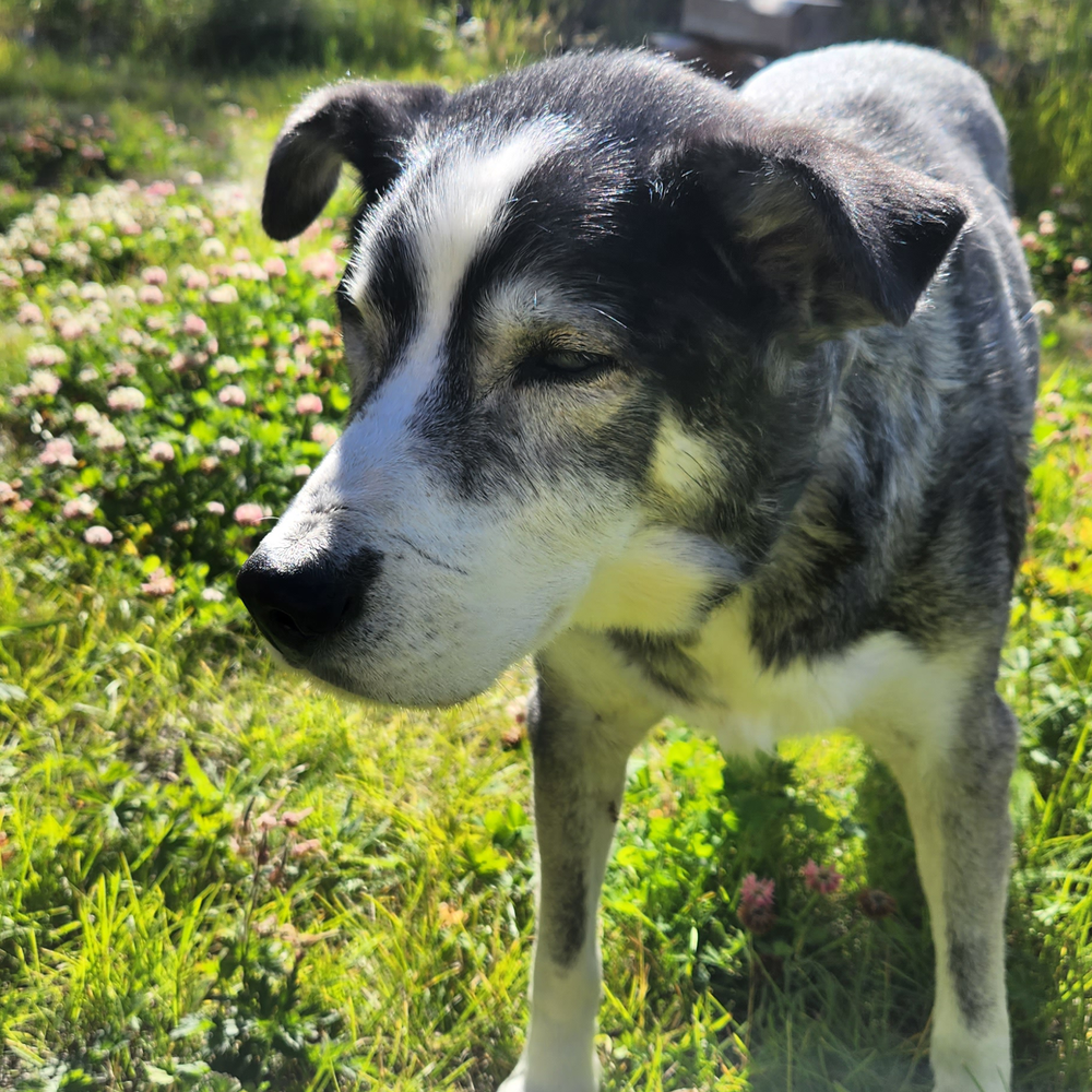 Hertl the Wilderdog