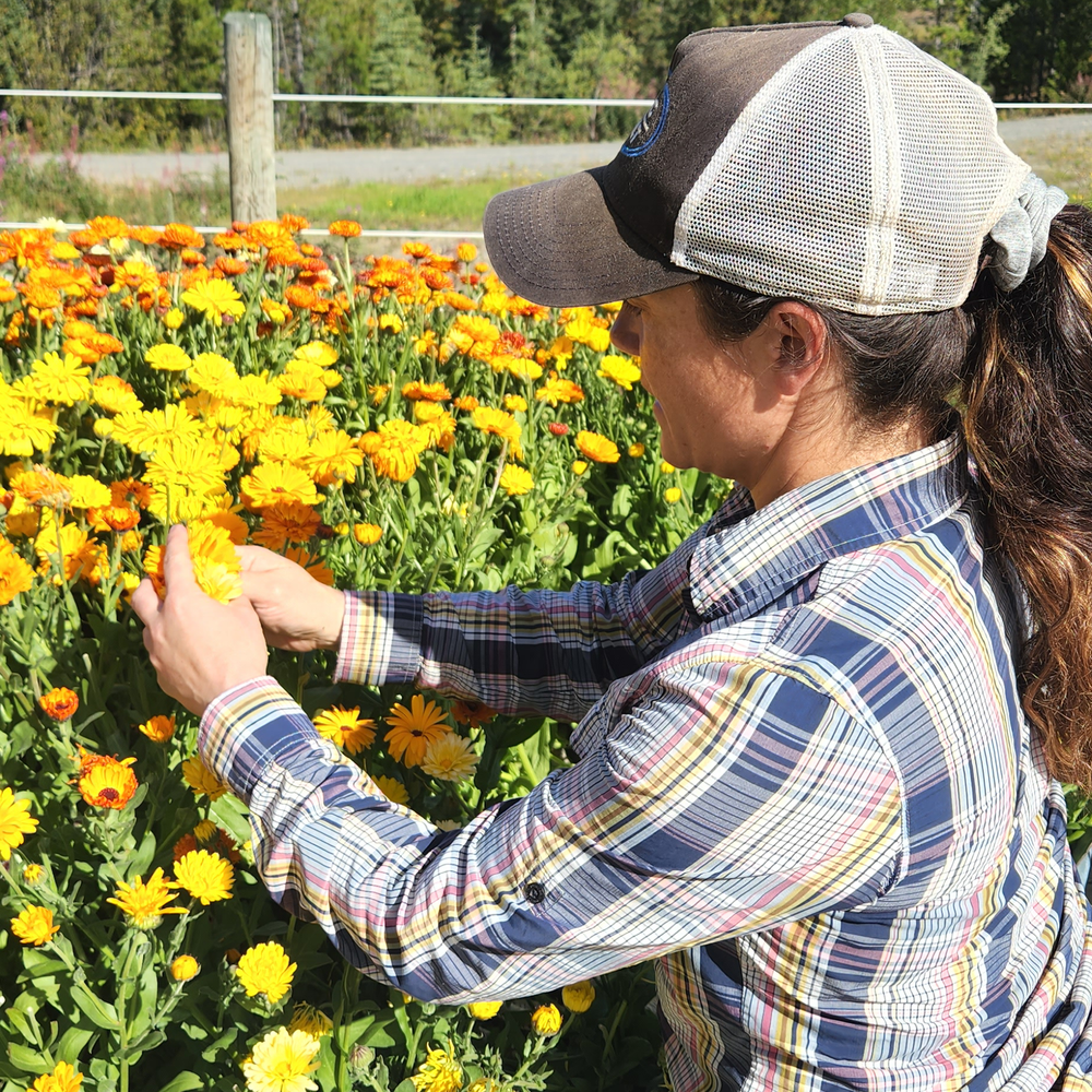 Lauren harvesting Calendula