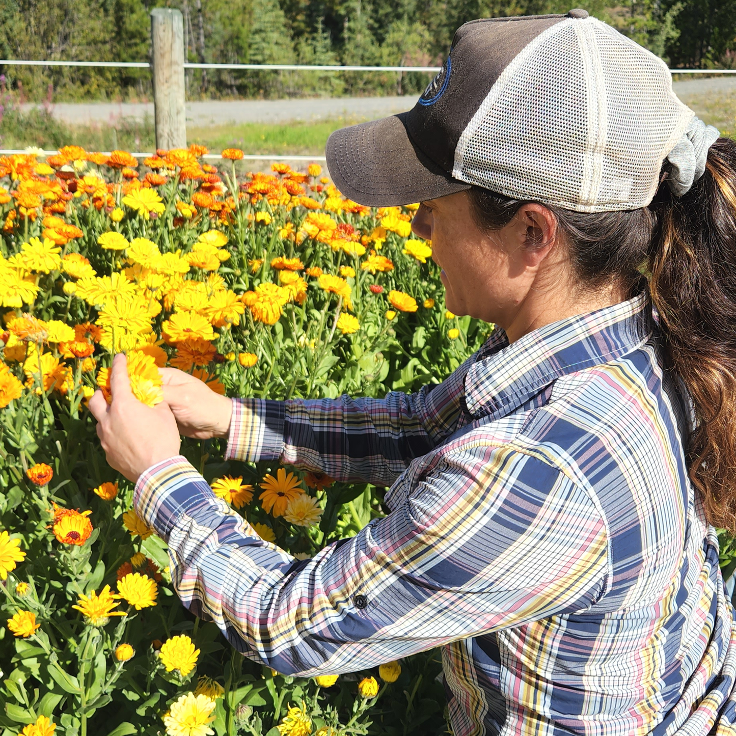 Lauren harvesting Calendula