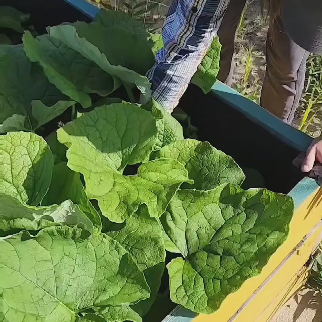 wilderland burdock root harvest