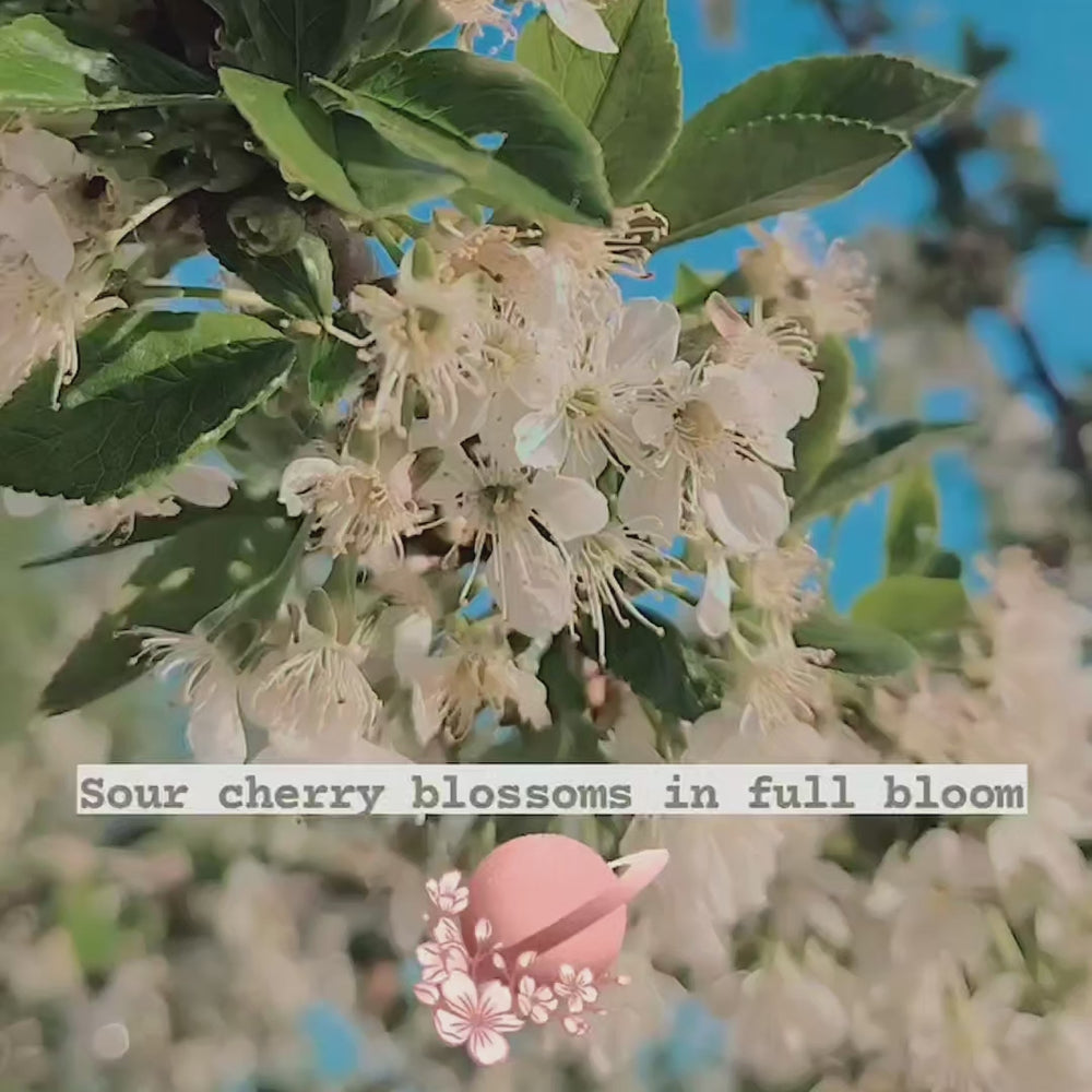 
                  
                    Load and play video in Gallery viewer, sour cherry blossoms
                  
                