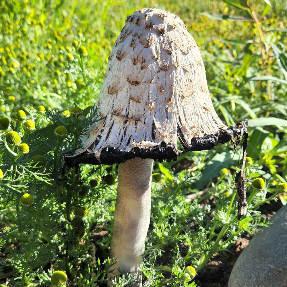 Shaggy Mane Mushroom