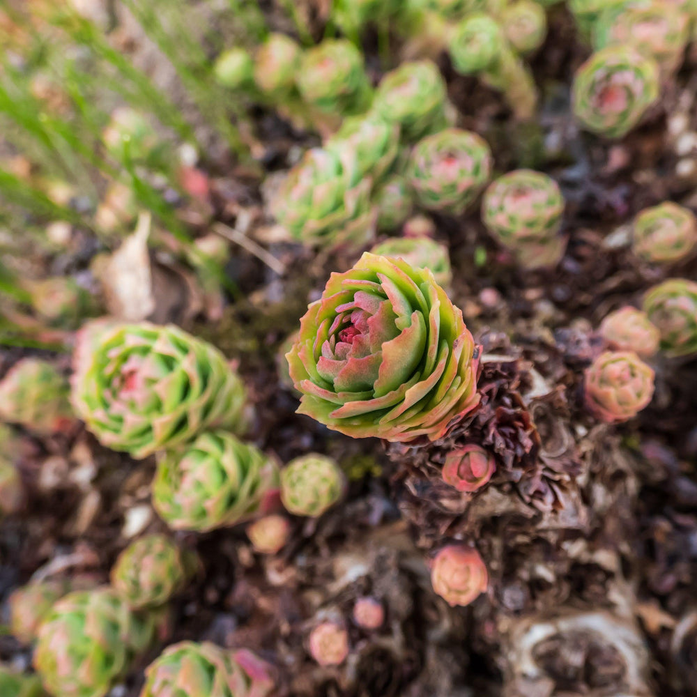 
                  
                    Wilderland Botanicals Rhodiola rosea buds in Spring
                  
                