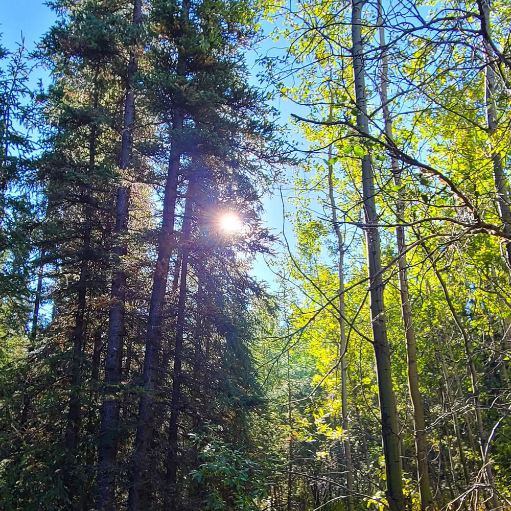 Wilderland Botanicals Forest