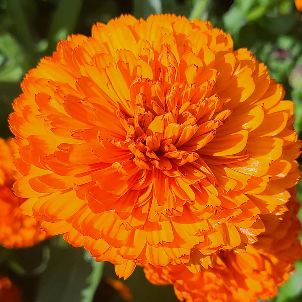 Regenerative organic Calendula officinalis