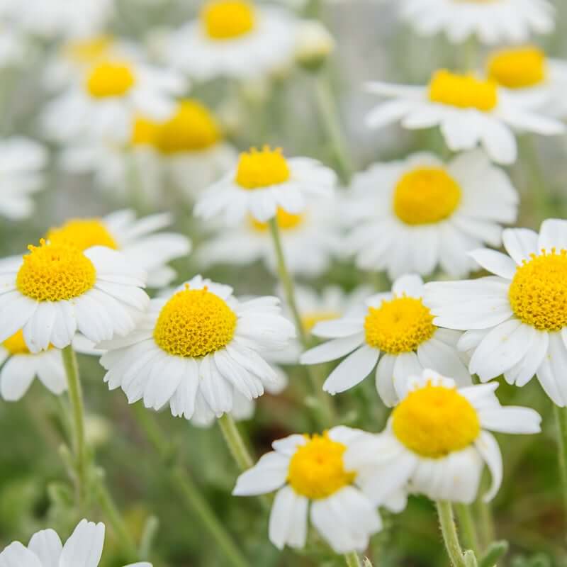 Regenerative organic Chamomile - Matricaria chamomilla