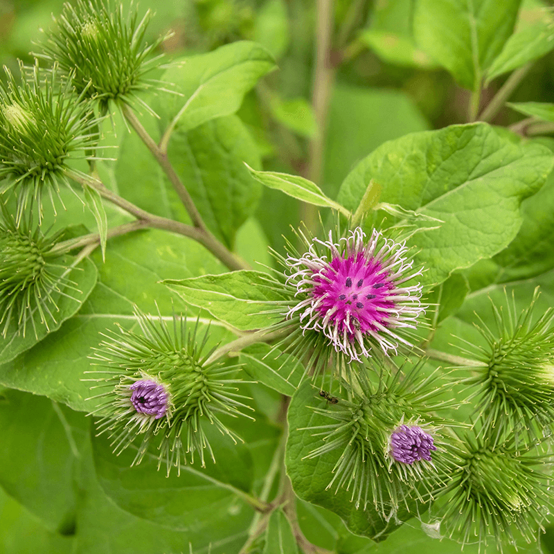 Arctium Lappa, Burdock flowers