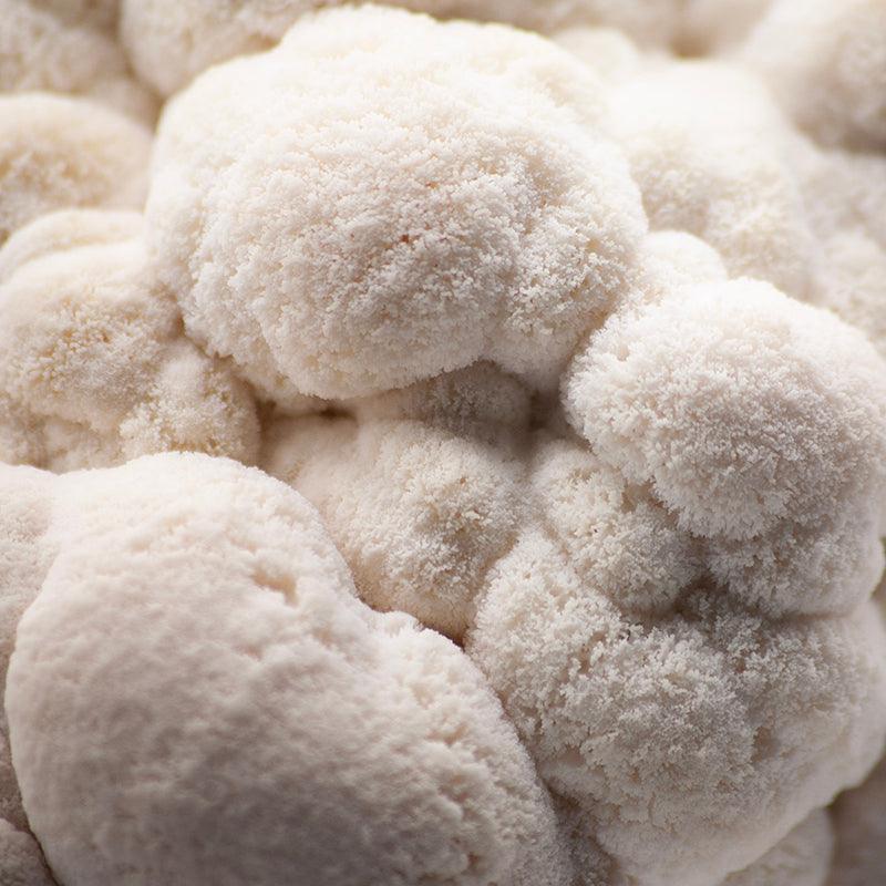 Hericium erinaceus, Lion's Mane fruiting body