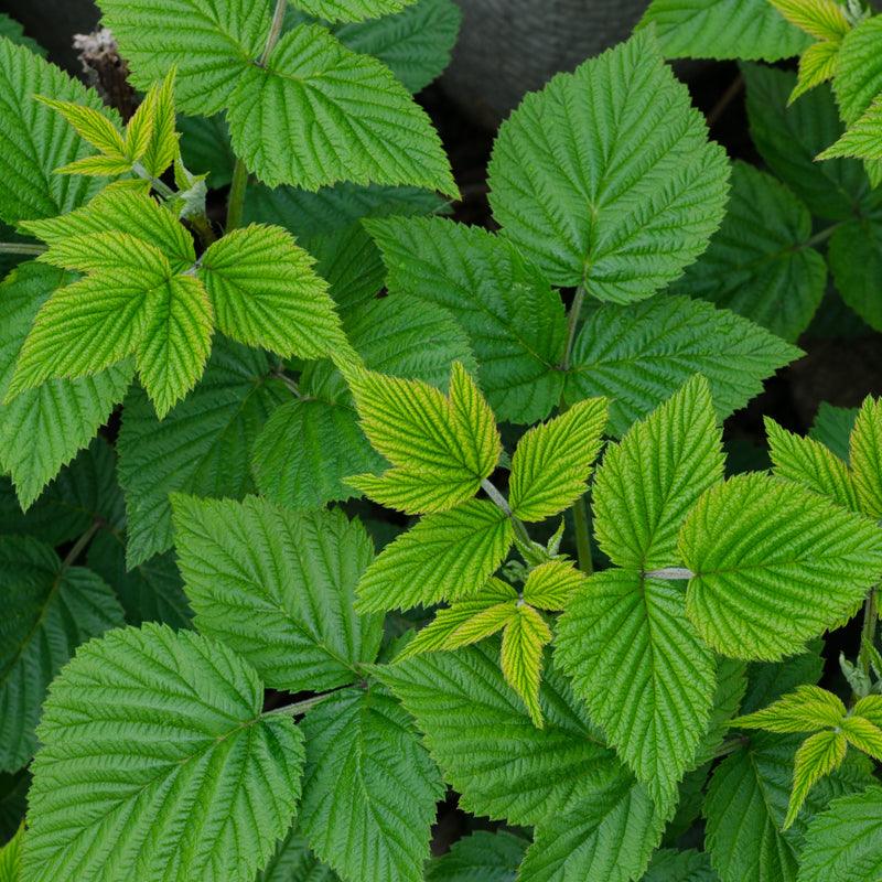 Regenerative Organic Raspberry Leaf - Rubus ideaus