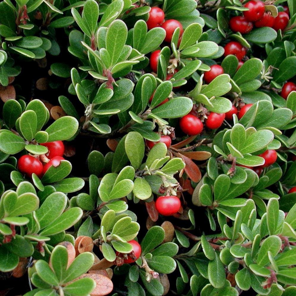 Wildcrafted Uva ursi - bearberry, kinnikinnick