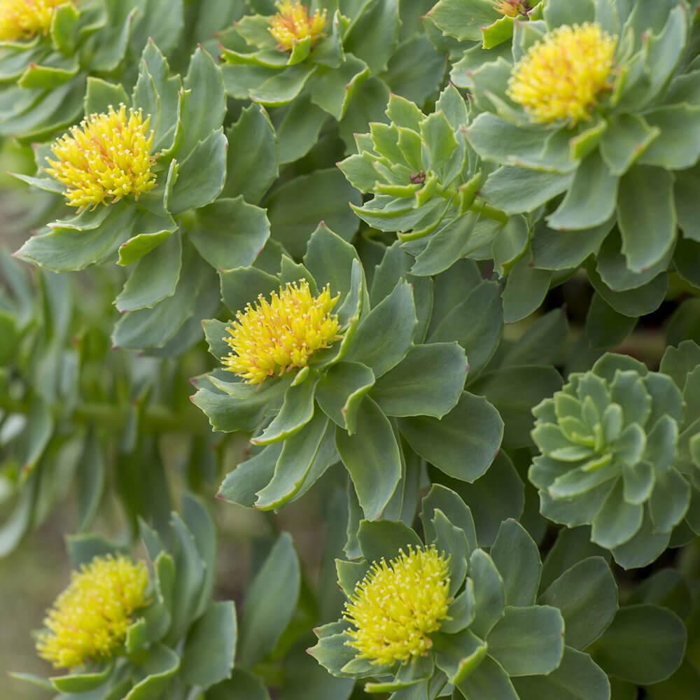 Close-up of a fully grown Rhodiola rosea plant with vibrant yellow flowers, showcasing its lush green leaves and herbal beauty.